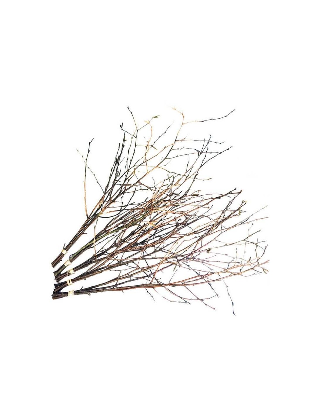 Friske Fastelavnsris - 5 stk. til festlige lejligheder