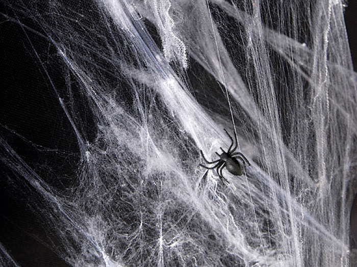 Hvidt Halloween Spindelvæv med Edderkopper